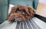 10 būdų užsidirbti pinigų neišėjus iš namų 10 būdų užsidirbti pinigų internete
