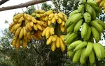 Dvejetainiai parinktys peržiūri bet kurį variantą, Dvejetainių Variantų Peržiūra