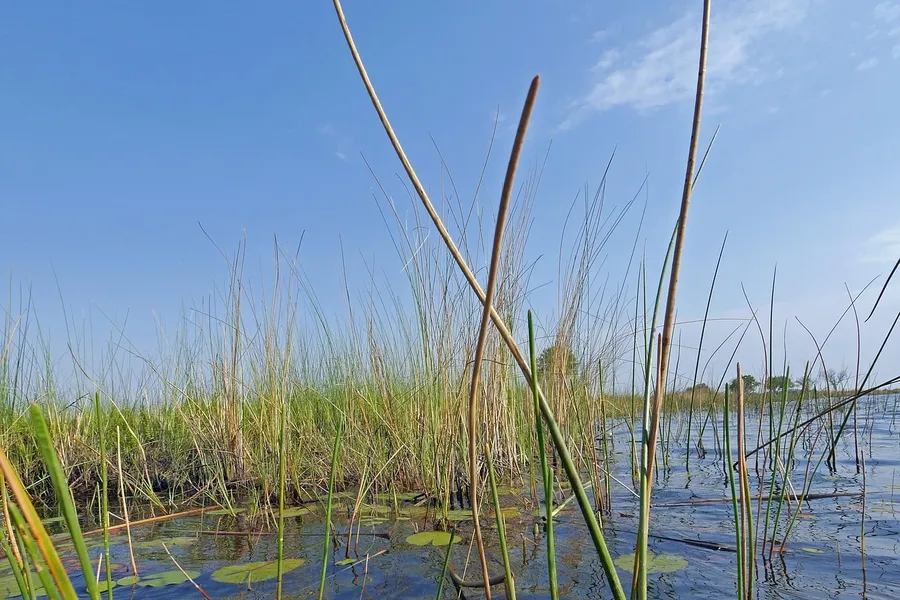 dvejetainio pardavimo opciono delta)