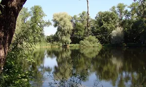 Robin hood kriptovaliutų prekybos leidimas)