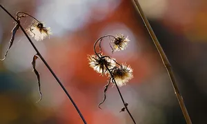 geriausias brokeris dvejetainis variantas Japonijoje)