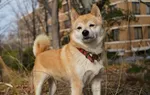Kriptovaliutos piniginės, Doge kriptovaliuta