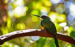 atidaryti akcijų prekybos sąskaitą Australija
