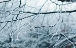 Dvejetainiai variantai d, Medis (duomenų struktūra) – Vikipedija