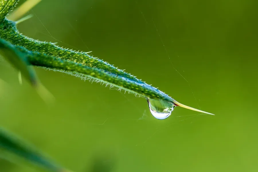 Forex brokeriai Dubajus m Geriausi Dubajaus Forex brokeriai